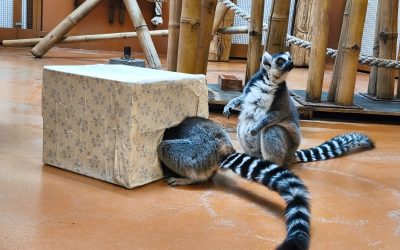 Kineske leoparde očarao miris vanilije, a prstenastorepe lemure sočna jabuka