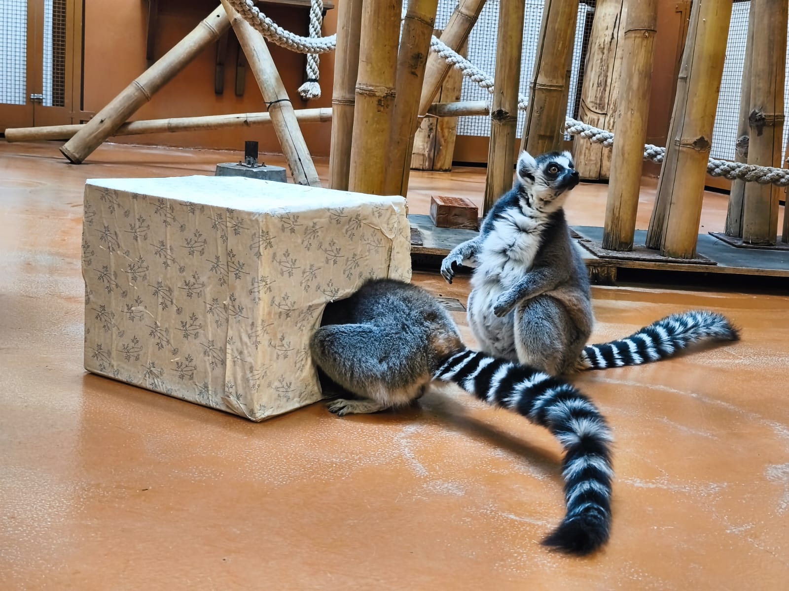 Kineske leoparde očarao miris vanilije, a prstenastorepe lemure sočna jabuka 