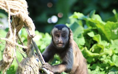 Darovi za stanovnike Divljeg srca grada