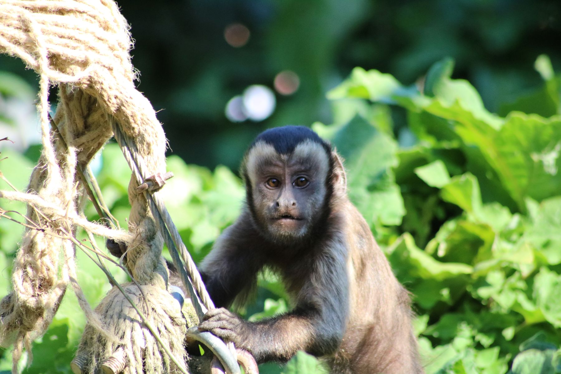 Darovi za stanovnike Divljeg srca grada