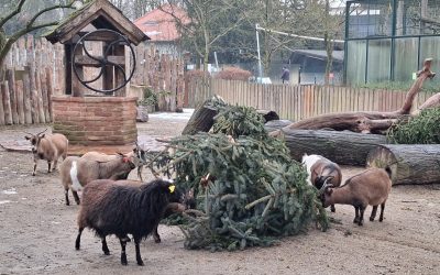 Životinje razveselila raskićena božićna drvca