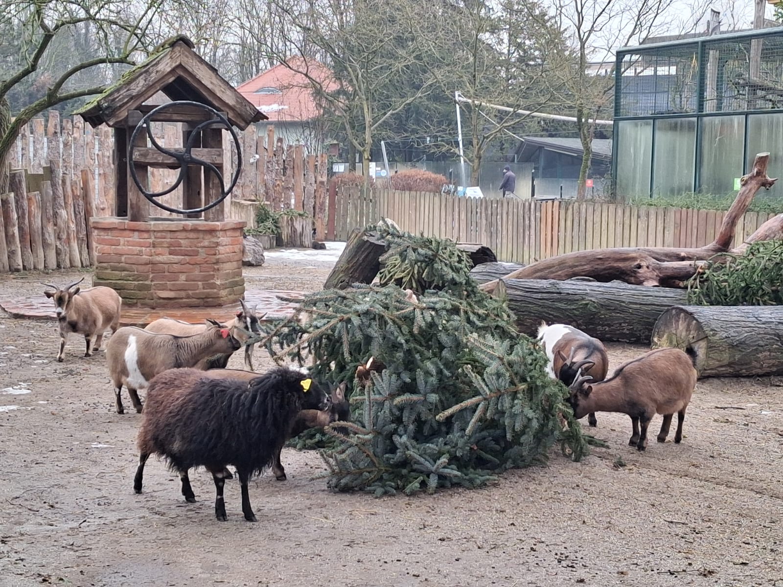 Životinje razveselila raskićena božićna drvca