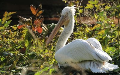 Radi očuvanja urbane bioraznolikosti radi se nova močvara na Prvom otoku