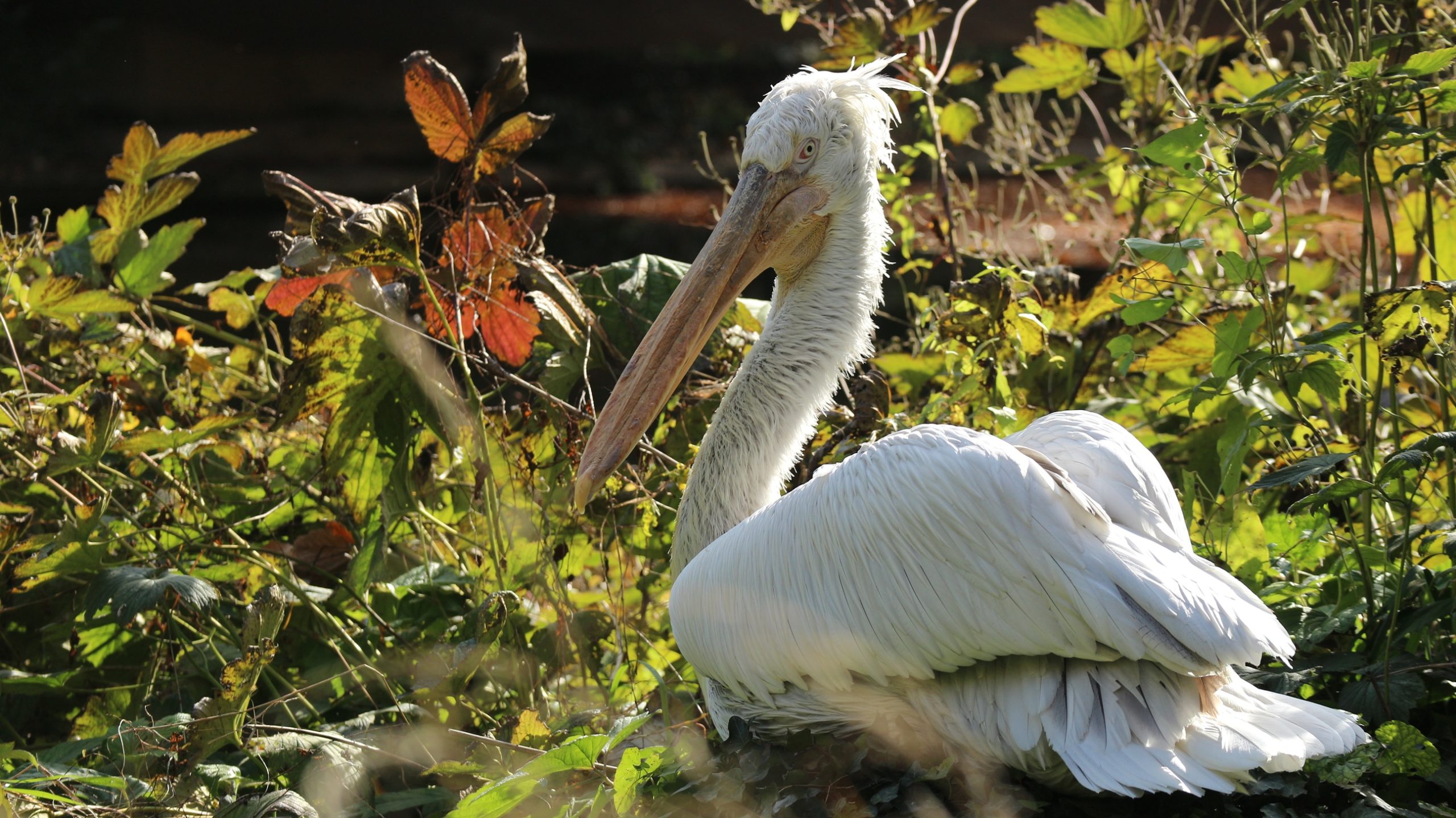 Radi očuvanja urbane bioraznolikosti radi se nova močvara na Prvom otoku