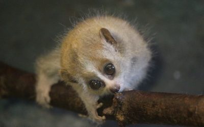 Mladunče patuljastih sporih lorisa – otrovno, ali neodoljivo