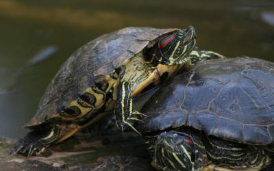 U prihvatnom centru Zoološkog vrta smješteno više od 1200 crvenouhih i žutouhih kornjača
