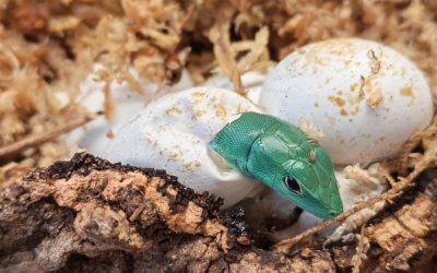 Iz jaja provirilo pet zelenotrbih guštera