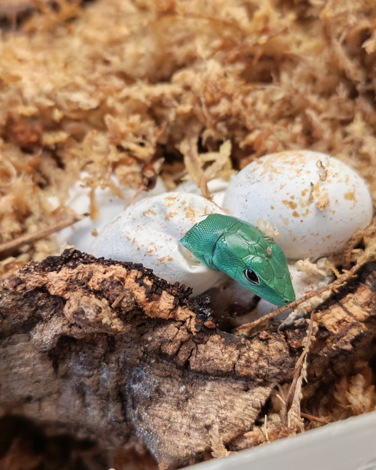 Iz jaja provirilo pet zelenotrbih guštera