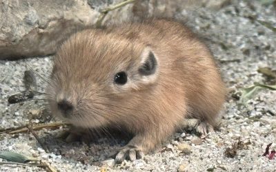 U Zagrebu prvi put na svijet došli dražesni gundiji