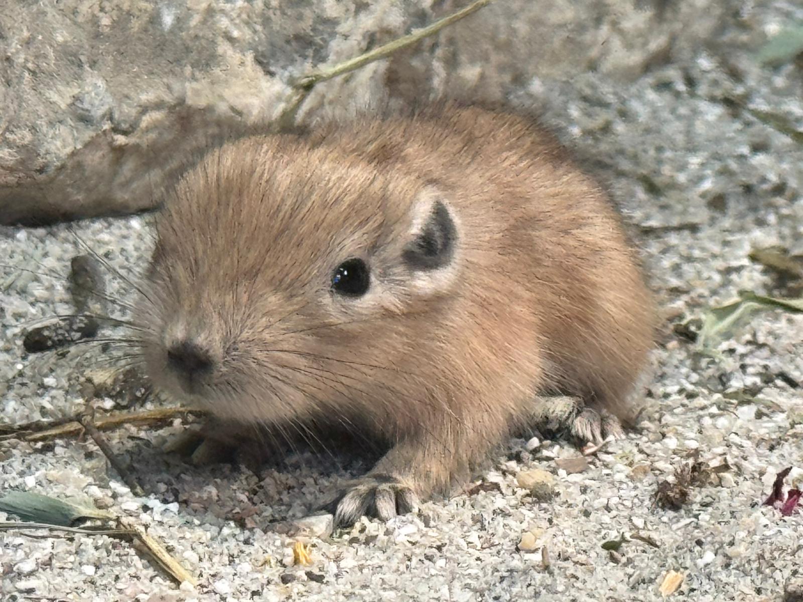 U Zagrebu prvi put na svijet došli dražesni gundiji