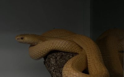 Pet čančara i dvije monokl kobre – oduzela ih carina, zbrinuo Zoološki vrt Grada Zagreba