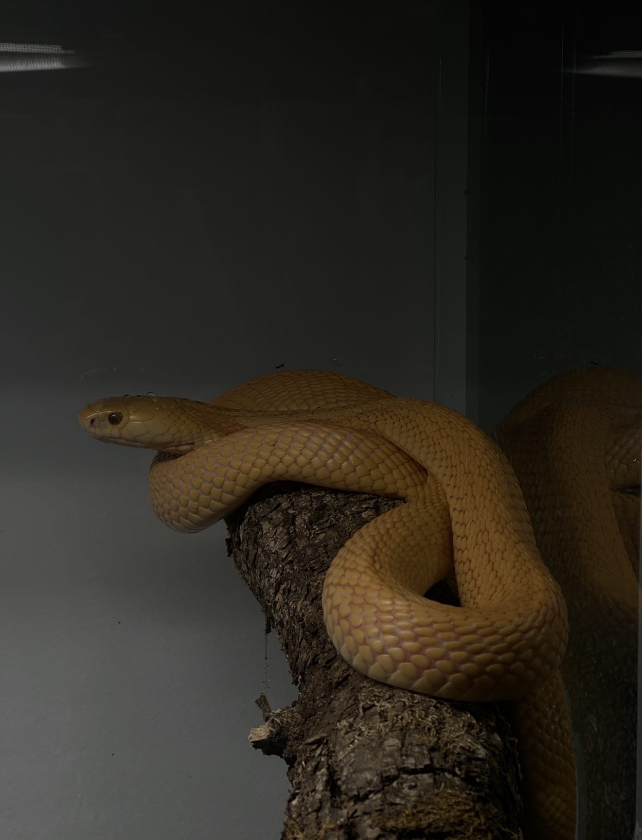 Pet čančara i dvije monokl kobre – oduzela ih carina, zbrinuo Zoološki vrt Grada Zagreba