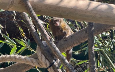 U Zagreb stigla dva mužjaka najmanjih primata na svijetu