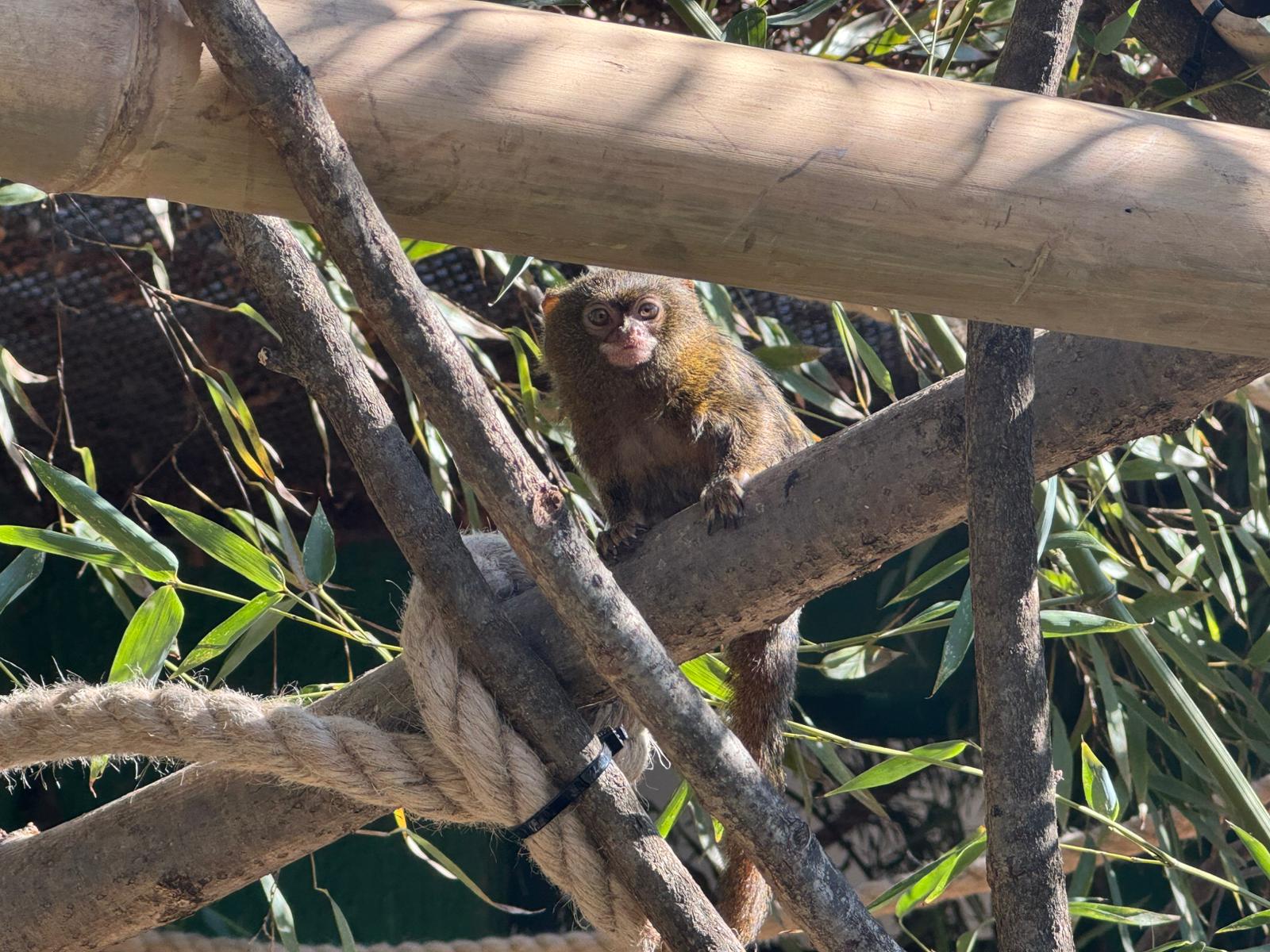 U Zagreb stigla dva mužjaka najmanjih primata na svijetu