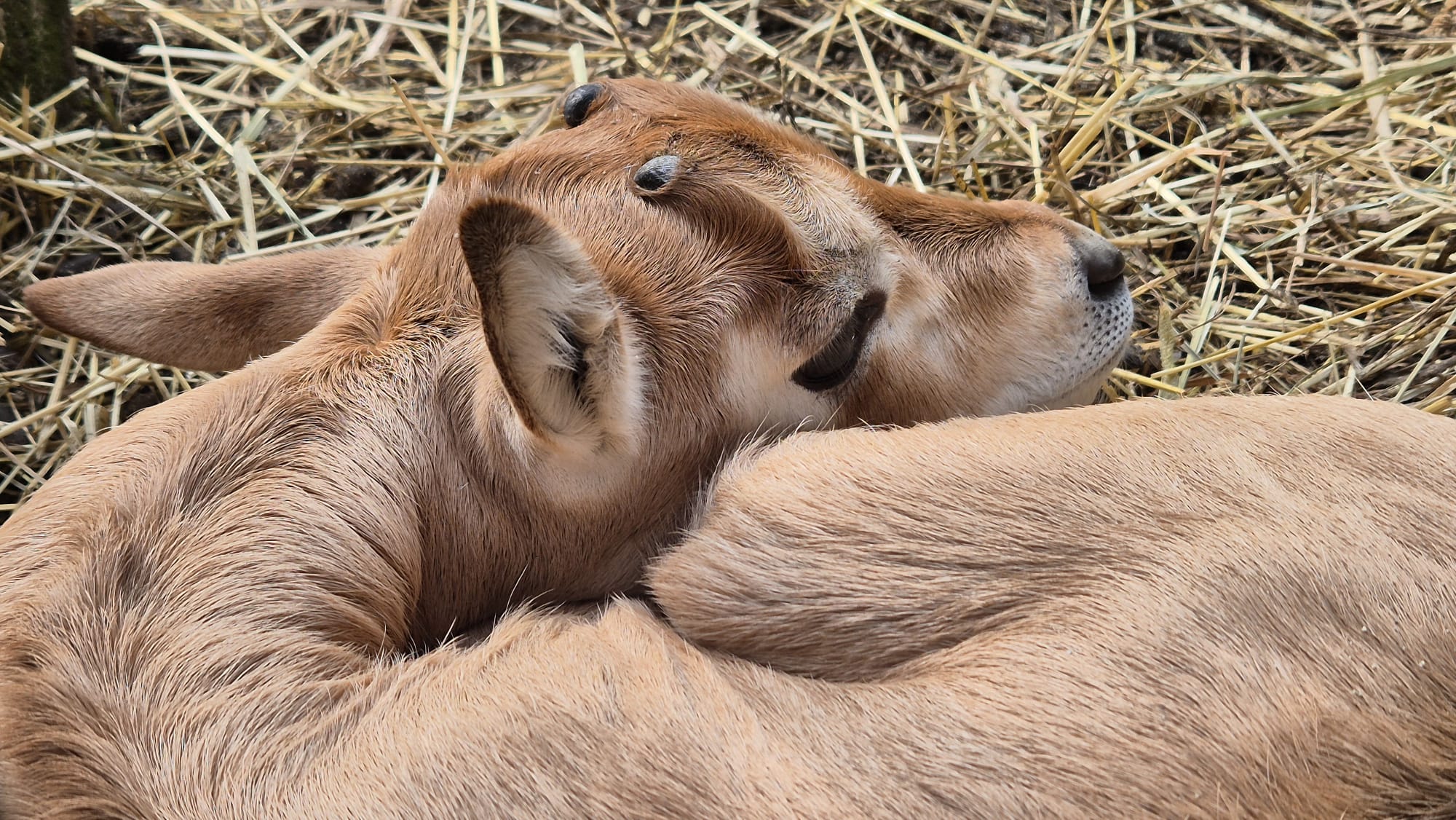 Pistacio – dražesno pojačanje zagrebačkog krda sabljorogih oriksa