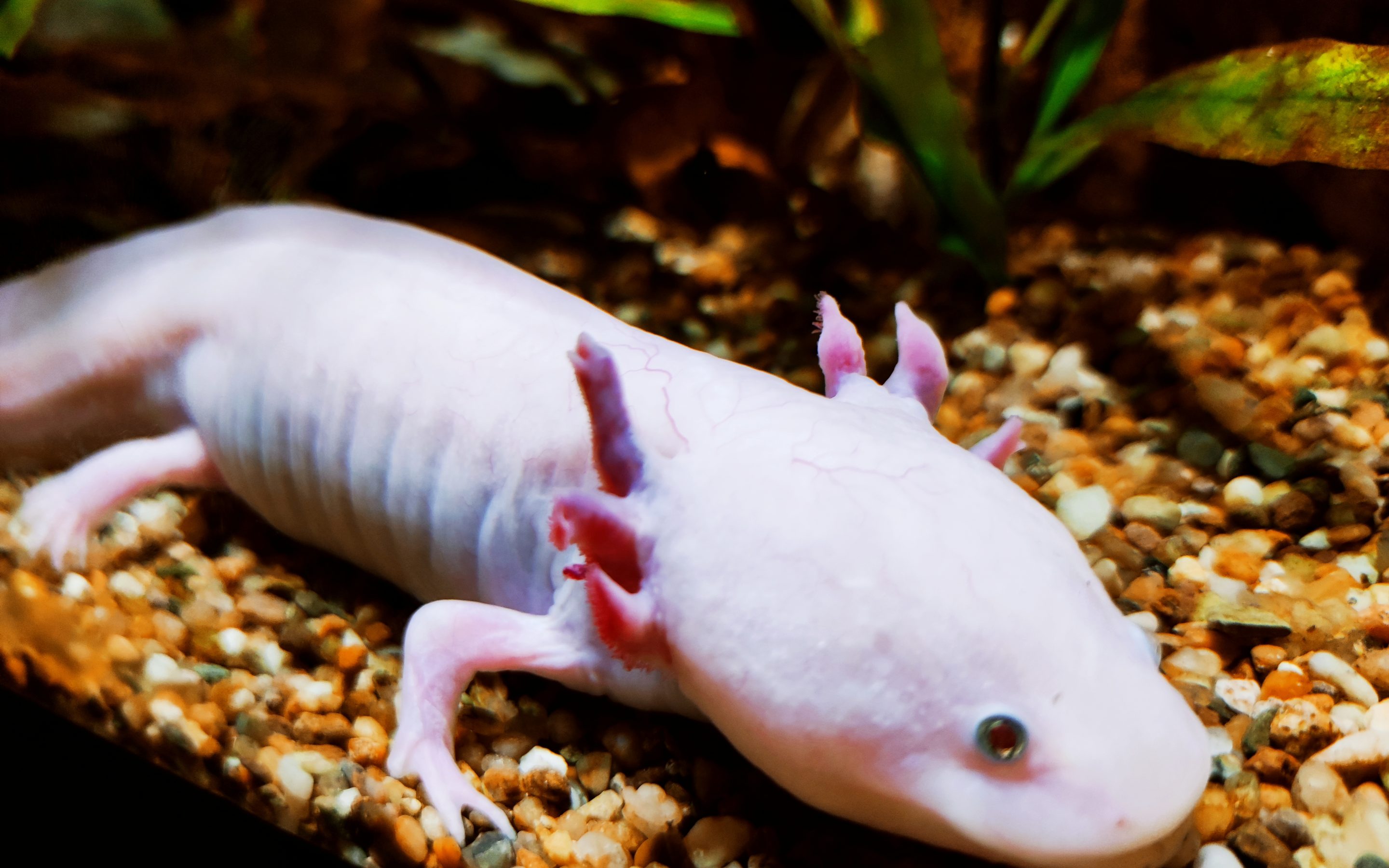 U subotu obilježavamo Svjetski dan divljih vrsta