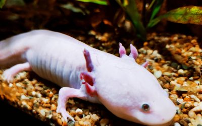 U subotu obilježavamo Svjetski dan divljih vrsta