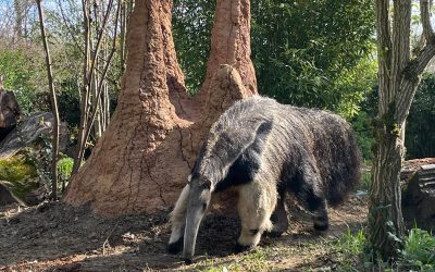 Životinje dobile pisanice, a divovski mravojedi i termitnjak