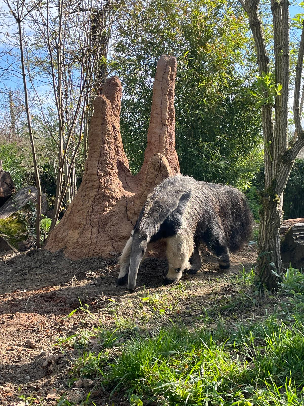 Životinje dobile pisanice, a divovski mravojedi i termitnjak