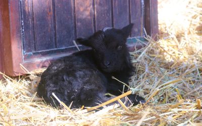 Garavo janje s bijelim čuperkom – zvijezda Dječjeg zooa uoči Uskrsa