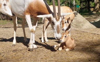 Nastamba sabljorogih oriksa sliči dječjem vrtiću