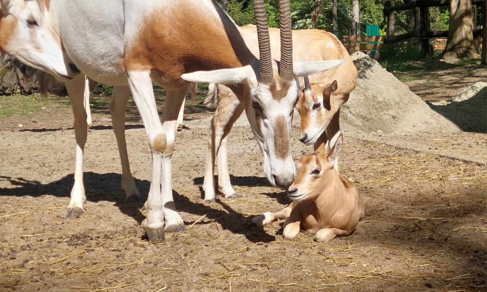 Nastamba sabljorogih oriksa sliči dječjem vrtiću