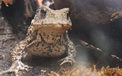 Ovogodišnji Žablji dan građane podučava razlikovanju vodozemaca od gmazova