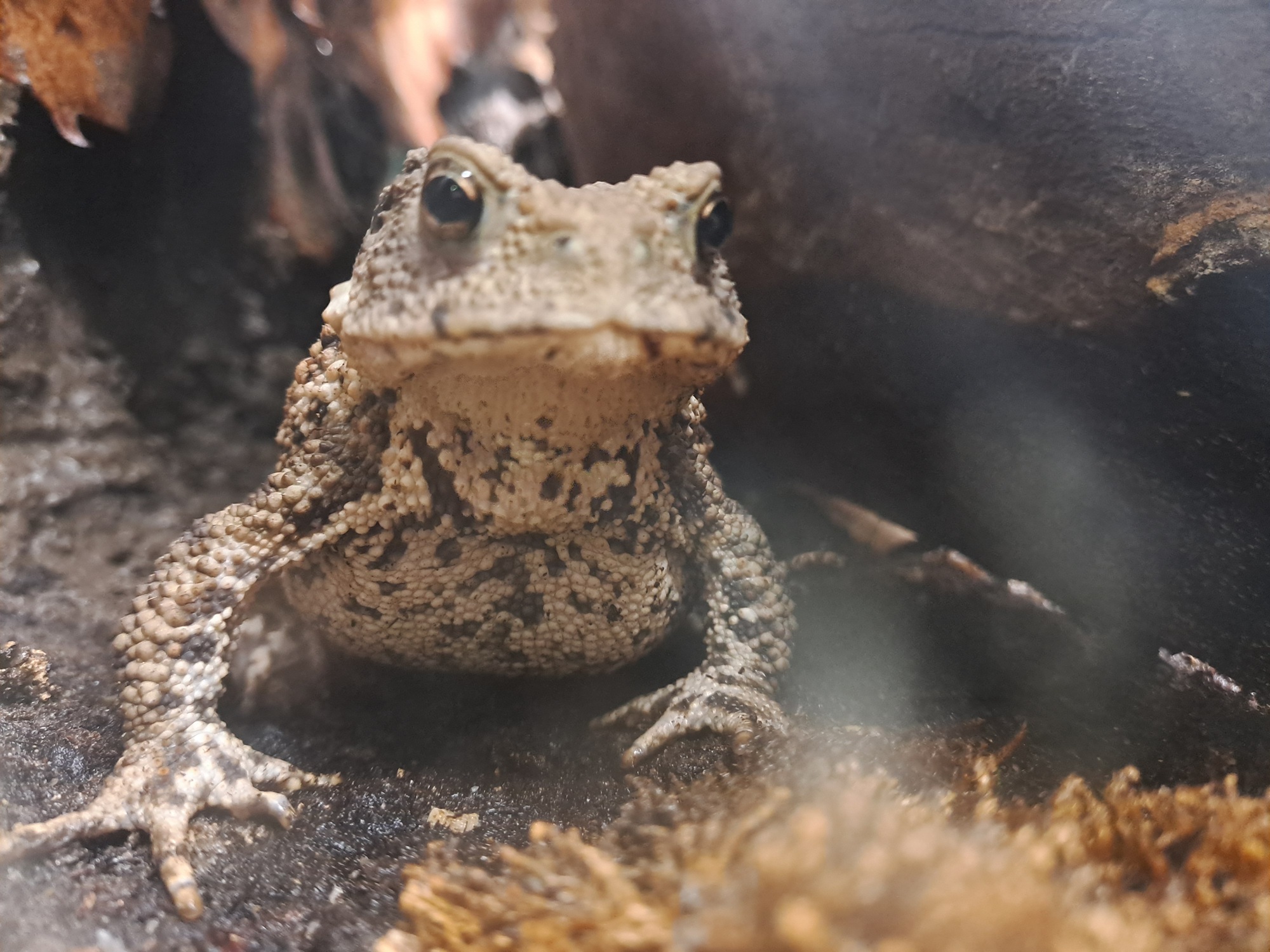 Ovogodišnji Žablji dan građane podučava razlikovanju vodozemaca od gmazova
