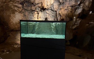 Čovječja ribica iz Zoološkog vrta stigla u Cerovačke špilje