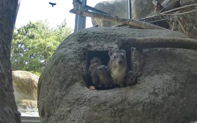 Mladunci planinskih pećinara