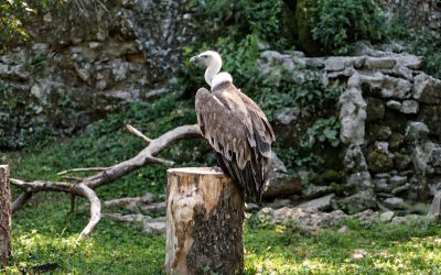 Međunarodni dan ptica strvinara