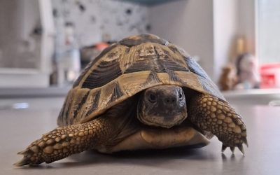 Naše Oporavilište za divlje životinje u pola godine primilo 1011 životinja