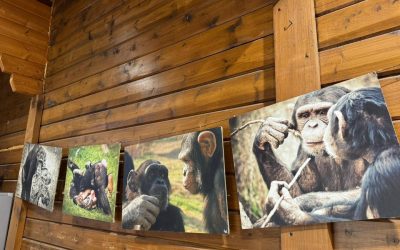 U Španjolskoj učili o unaprjeđenju skrbi za primate