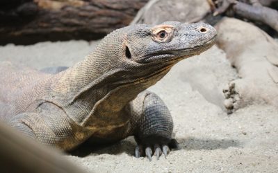 Sudjelujemo u očuvanju komodskog varana u divljini