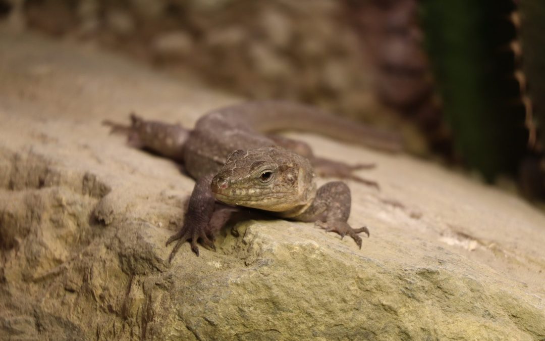 Kanarska divovska gušterica – novi primjer otočkog gigantizma u Zoološkom vrtu Grada Zagreba