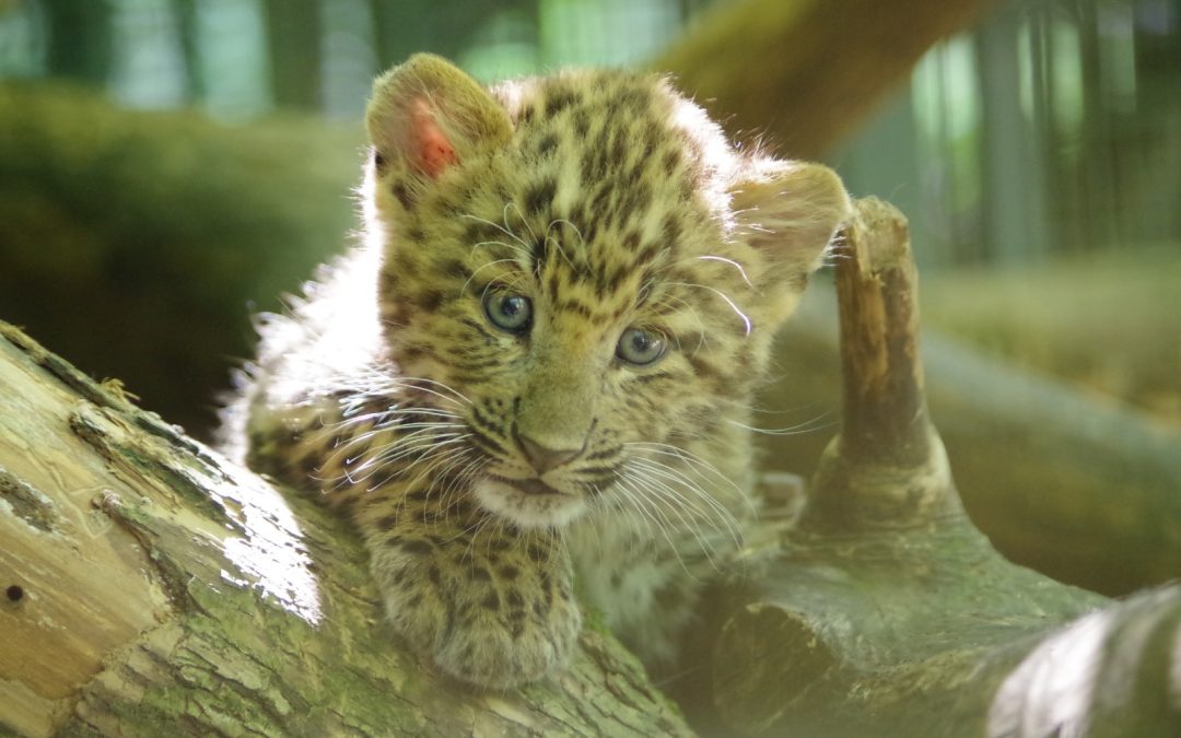 U Zagrebu se okotila prva dva kineska leoparda u Europi ove godine
