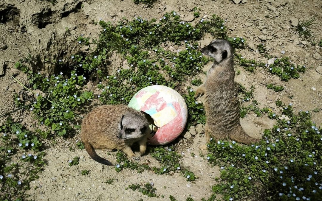 Na Uskrsni ponedjeljak podjela pisanica stanovnicima Divljeg srca grada