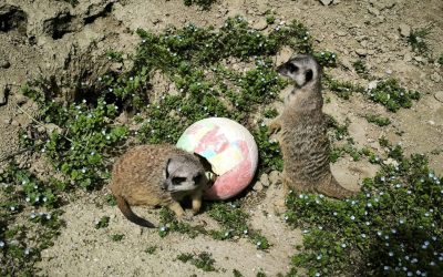 Na Uskrsni ponedjeljak podjela pisanica stanovnicima Divljeg srca grada